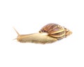 Closeup snail moving on floor isolated on white background with clipping path Royalty Free Stock Photo