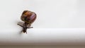 Snail isolated on white background. Royalty Free Stock Photo