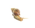 Closeup snail moving on floor isolated on white background with clipping path Royalty Free Stock Photo