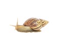 Closeup snail moving on floor isolated on white background with clipping path Royalty Free Stock Photo