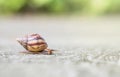 Closeup a snail moving on street floor in the outdoor textured background