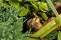 Closeup of a snail among plants, leaves and grass. Snail in the forest. Rainy weather