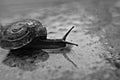 Closeup snail on a rainy day