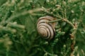 Closeup snail shell on green leaves after rain