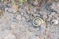 Closeup of snail shell in a soil