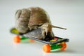 Closeup of a Snail on a small plastic skateboard with a white background