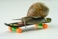 Closeup of a Snail on a small plastic skateboard with a white background