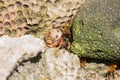 Closeup of a snail between stones Royalty Free Stock Photo