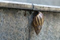 closeup snail on the street,soft focus