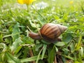 Closeup Snail Walking in the Garden