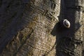 Closeup of snails climbs tree bark