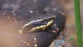 Closeup of snake head and eye as it slithers on ground Royalty Free Stock Photo