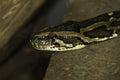 Closeup of snake head and eye as it slithers on ground Royalty Free Stock Photo