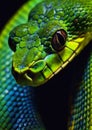 Closeup of a snake's face with mischievous eyes