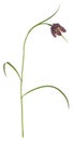 Snake`s head fritillary, Fritillaria meleagris isolated on white background