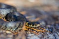 closeup snake sit on ground