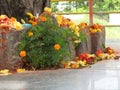 Closeup of Snake Statue in stone or Nagara Kallu in a Temple under the Pipal Tree doing puja during festival