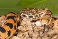 Closeup snake tongue