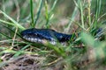 Closeup of a snake's head in green grass Royalty Free Stock Photo
