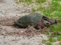 Closeup of a Snapping Turtle resting on a sandy ground Royalty Free Stock Photo