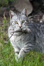 A closeup snapshot of cat hunter with catch mouse Royalty Free Stock Photo