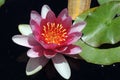 A closeup snapshot of pink water lily