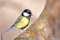 Closeup snapshot of Titmouse