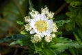 Sneezeweed Achillea ptarmica Wildflowers on Rebun Island, Japa Royalty Free Stock Photo