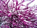 Closeup of snow on the bloomed out redbud trees in March - background Royalty Free Stock Photo