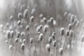 Closeup of snow coating thistles