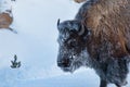 Yellowstone National Park snowcovered Bison in winter