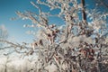 Closeup of snow-covered branches if a tree in winter. Royalty Free Stock Photo