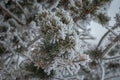 Closeup of snow covered branches. Ready for a winter message