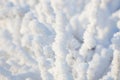 Closeup snow covered bush Royalty Free Stock Photo