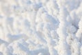 Closeup snow covered bush Royalty Free Stock Photo