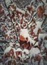 Closeup snow covered golden leaves.Winter season background. Frozen nature, frost on the tree branches