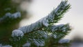 Closeup snow covered spruce branch. White fluffy snow lying on fir tree twig.