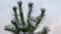 Closeup snow covered spruce top against winter sky. Coniferous tree in forest.