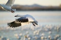 A closeup of a snow goose frozen in flight at the Bosque del Apache National Wildlife Refuge, near San Antonio and Socorro, New Me