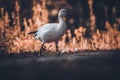 Closeup of a snow goose walking at the coast of a lake Royalty Free Stock Photo