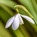 Closeup of a snowdrop flower against blurred nature green background. Beautiful common white flowering plant or