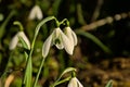 Closeup of snowdrop on the forest floor - galanthus Royalty Free Stock Photo