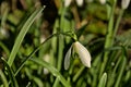 Closeup of snowdrop on the forest floor - galanthus Royalty Free Stock Photo