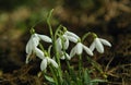 Closeup of snowdrops flowers Royalty Free Stock Photo