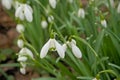 Closeup of snowdrops on the forest floor Royalty Free Stock Photo