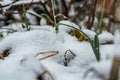 Closeup of snowdrops growing in a field covered in the snow with a blurry background Royalty Free Stock Photo