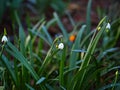 Closeup of snowdrops growing in a garden with a blurry background Royalty Free Stock Photo