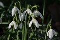 Closeup of snowdrops on the forest floor - galanthus Royalty Free Stock Photo