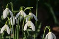 Closeup of snowdrops on the forest floor - galanthus Royalty Free Stock Photo