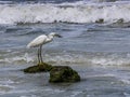 Closeup of a Snowy Egret with Fish Royalty Free Stock Photo